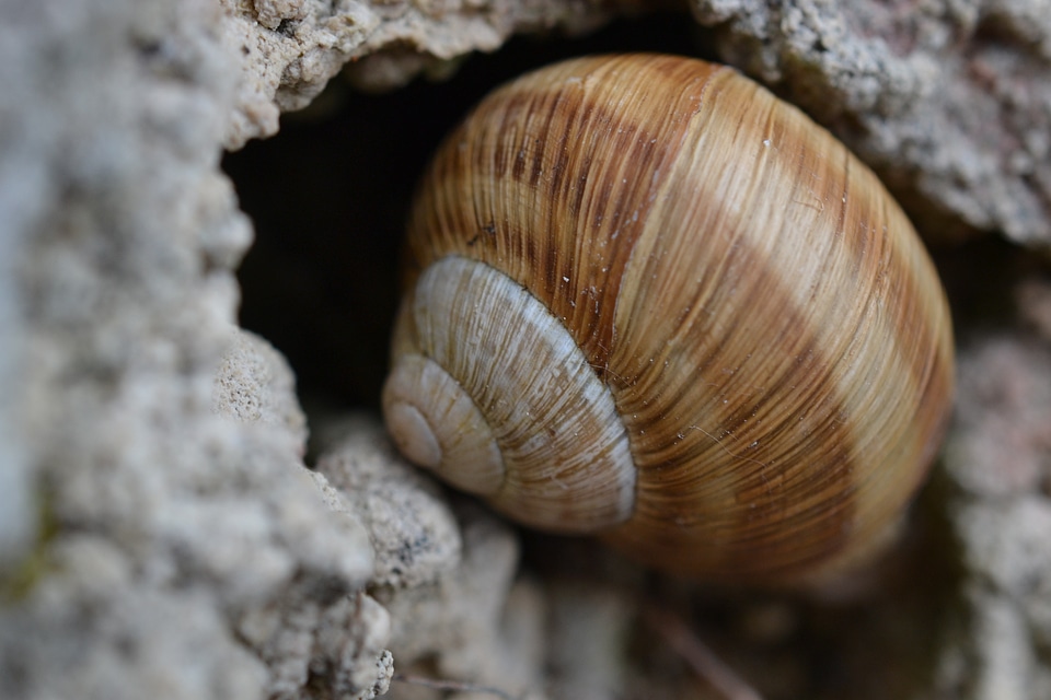 Shell nature snail shell