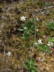 Saxifraga ferruginea 2