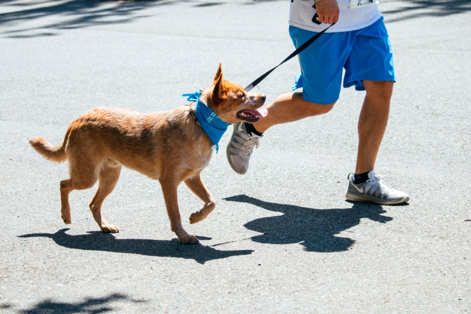 IschelleMartin-furry5k-300