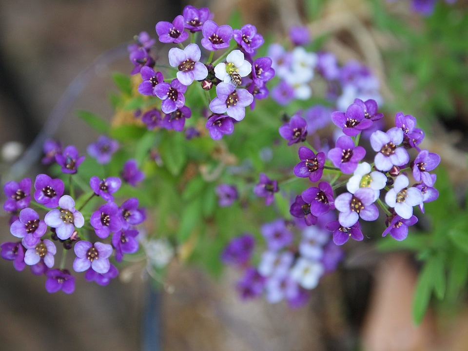 Green nature floral