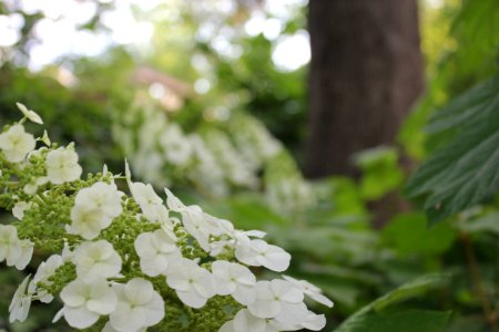 "Lantana"