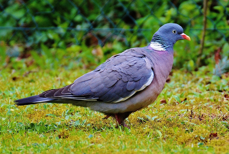 Flying bill nature