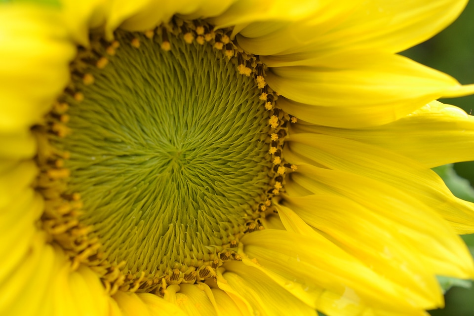 Summer blossom bloom