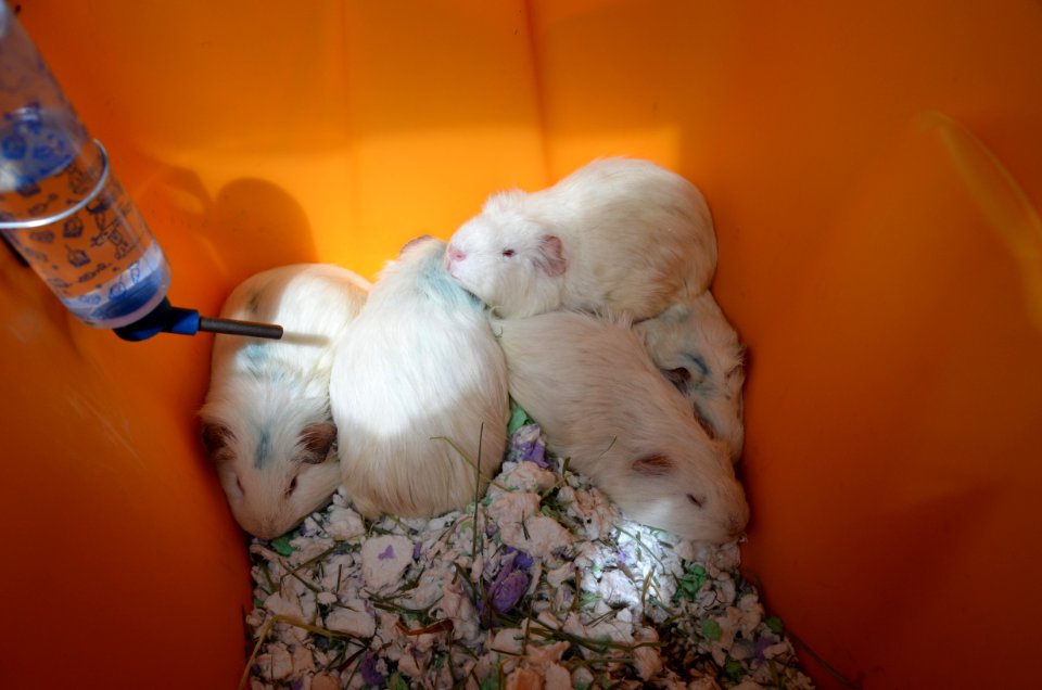 Guinea pig transport hub