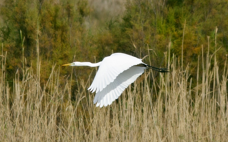 Flying nature water