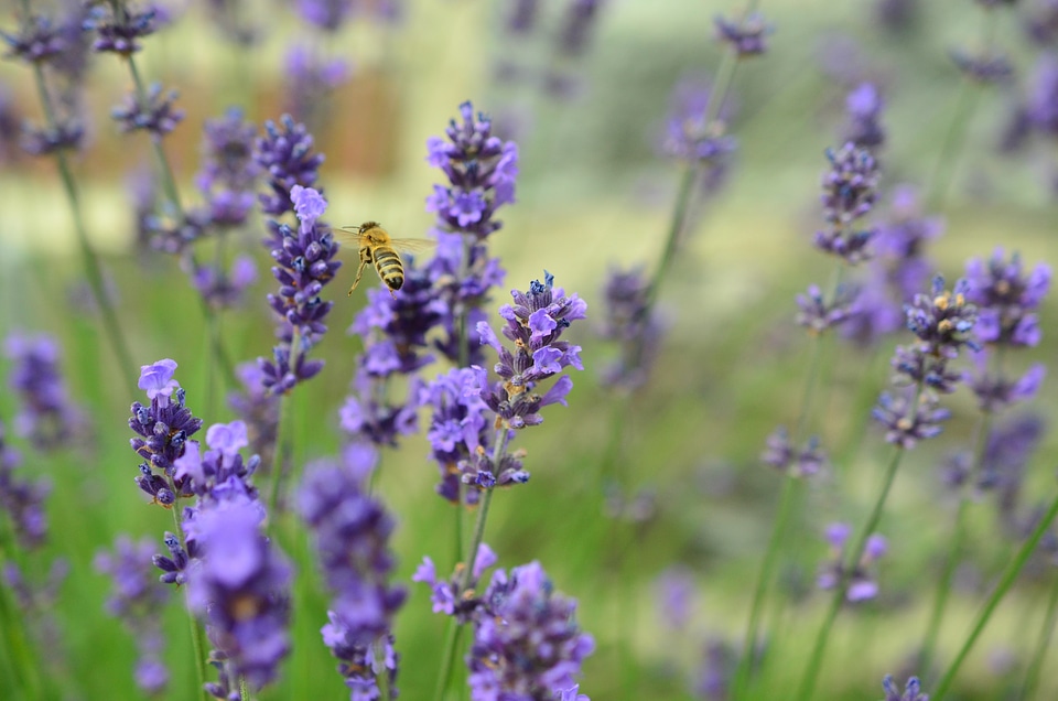 Lavender flowers flying bee plant