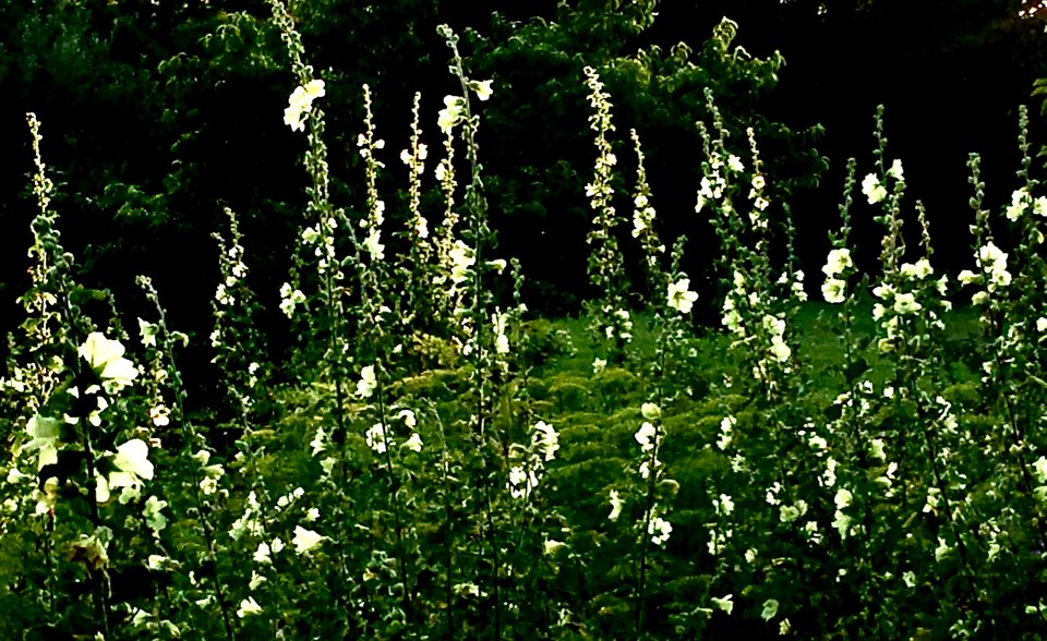 PL Garden 2017 03