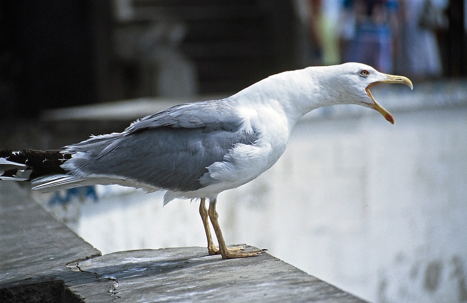 Bird plumage animal world