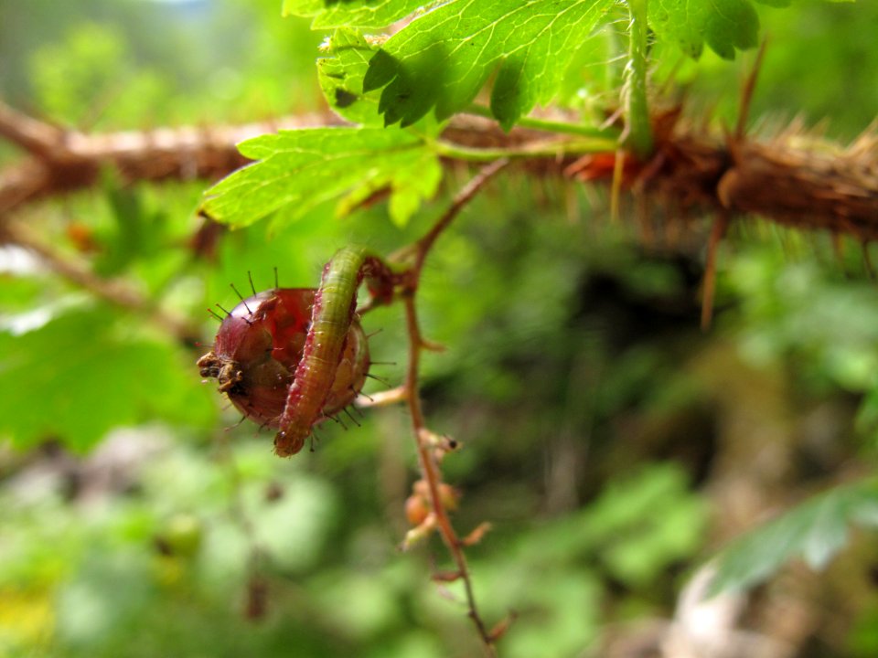 Unknown larva on Ribes lacustre 1