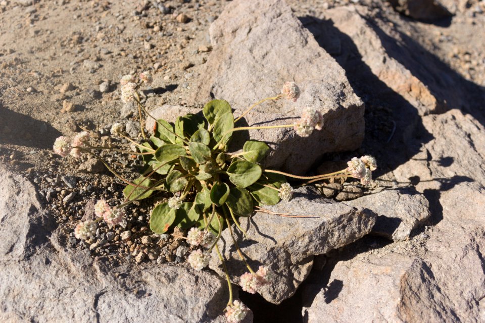 Eriogonum pyrolifolium?
