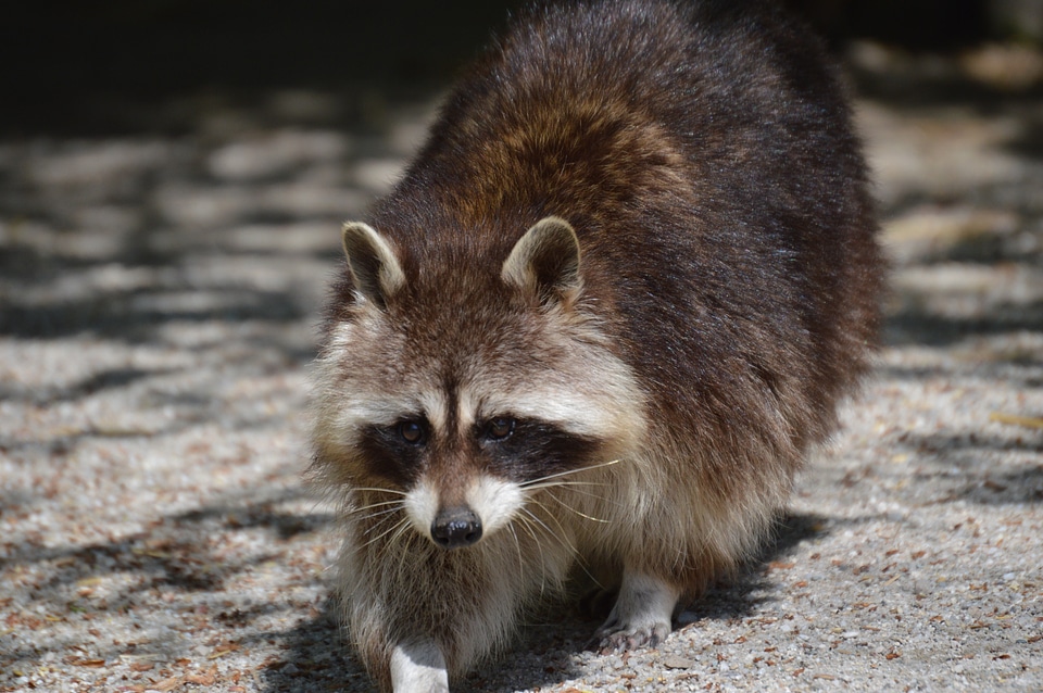 Furry animal world brown