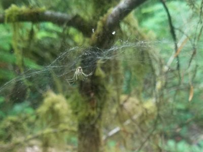 Unknown spider with wispy dome-shaped web