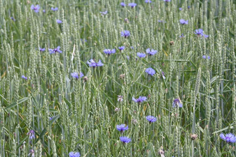 Mature cornflowers biological