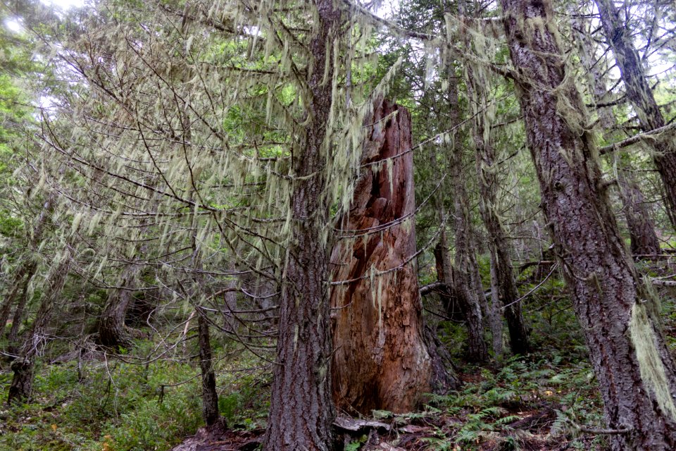 falls view canyon-upper big quilcene 28