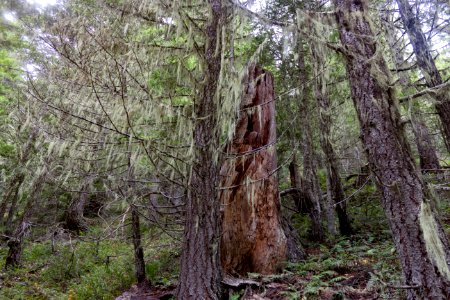 falls view canyon-upper big quilcene 28