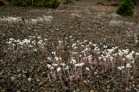 Anaphalis margaritacea photo