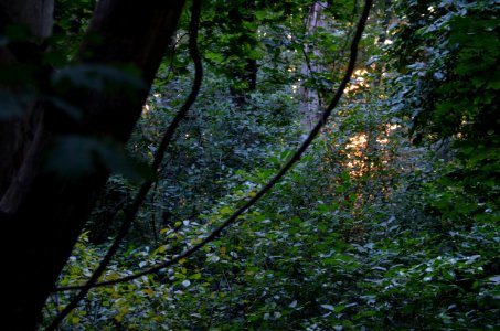 Magic Forest