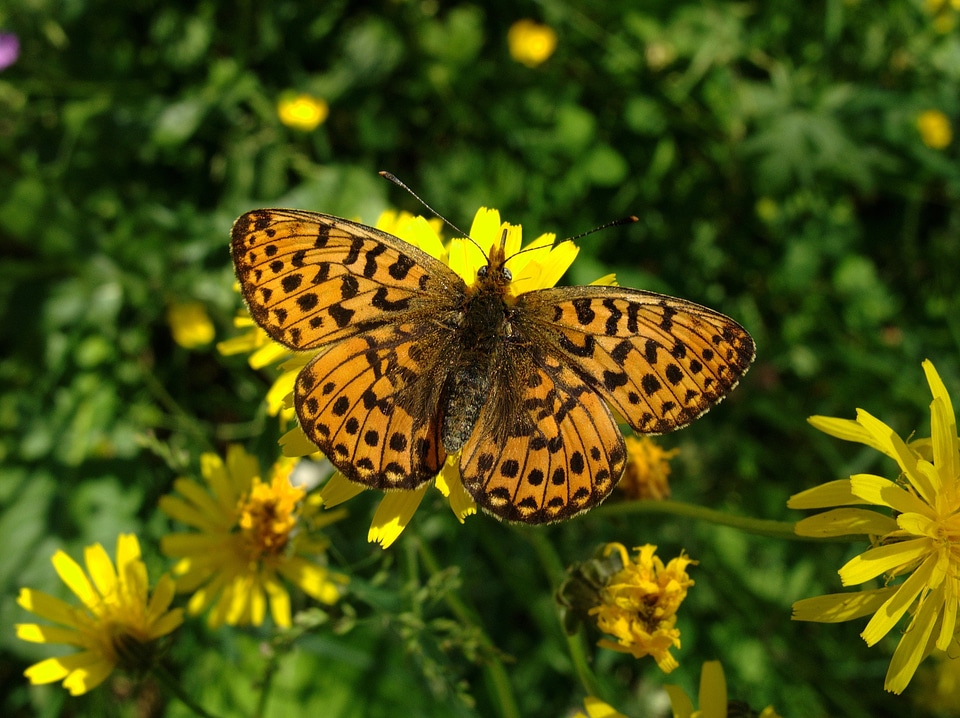 Wings nature wildlife
