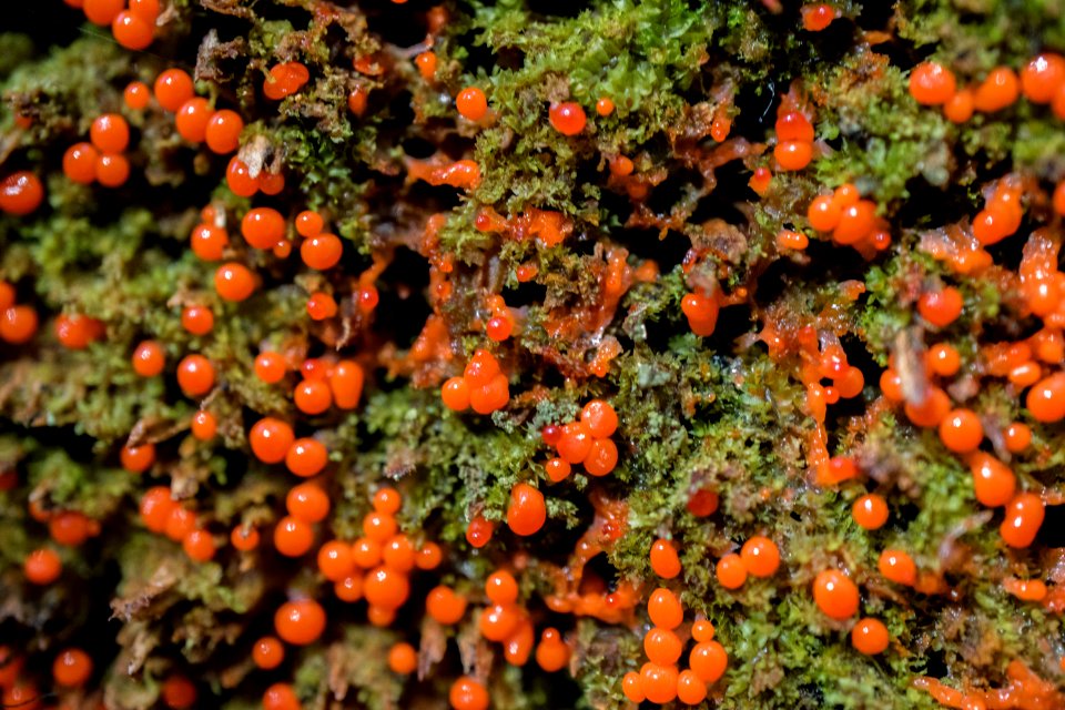 Unknown slime mold