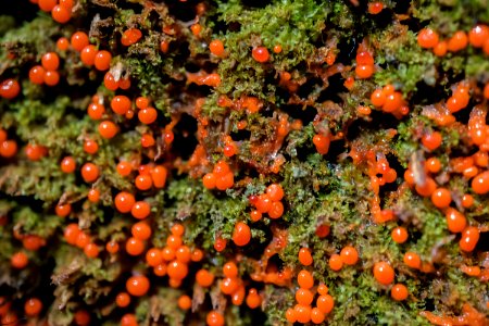 Unknown slime mold