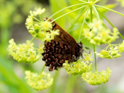 Callophrys eryphon on something