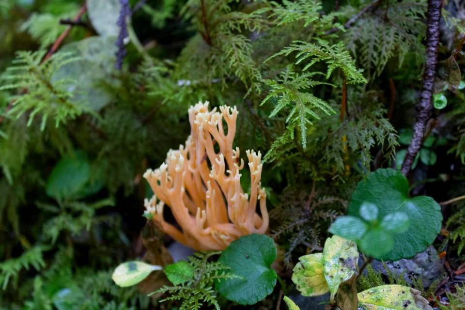 falls view canyon-upper big quilcene 14