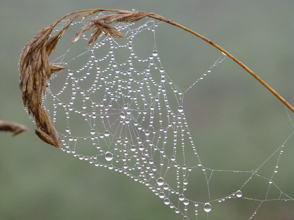 Dewdrop autumn mood spin
