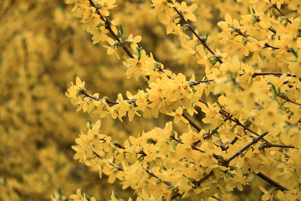 Forsythia shrub spring bush