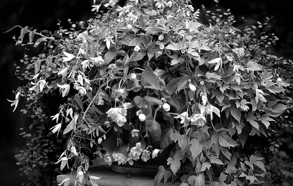 Monochrome Garden Flower
