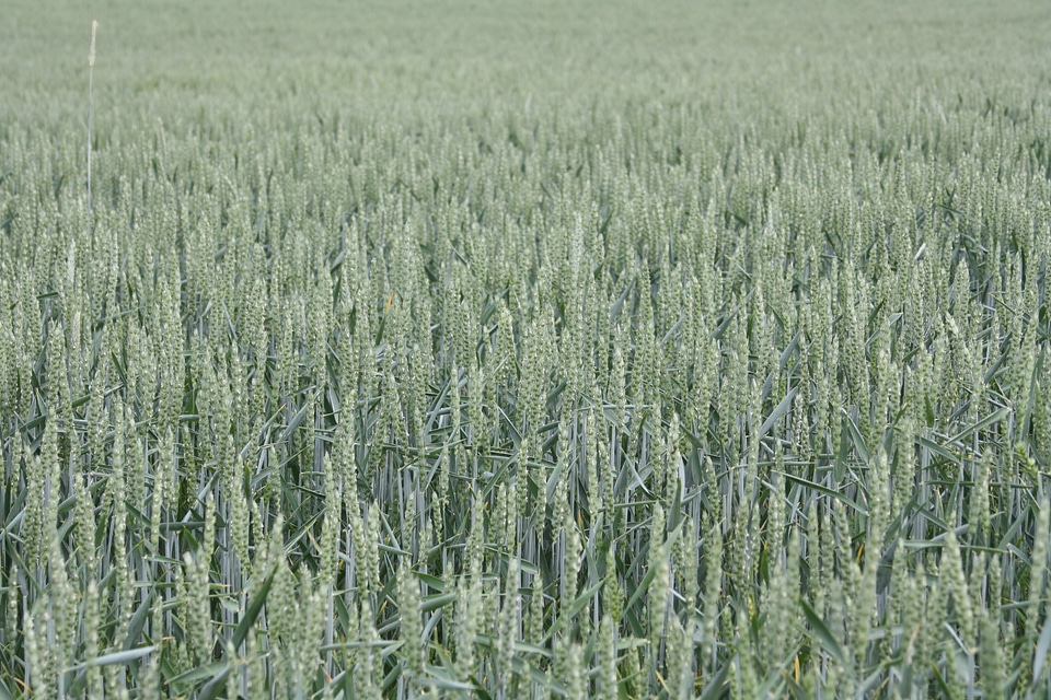 Mature biological cornfield