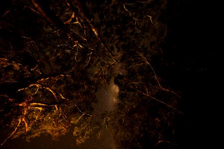 Milky Forrest at Grand Island