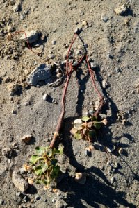 Unknown angiosperm