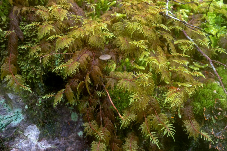falls view canyon-upper big quilcene 22
