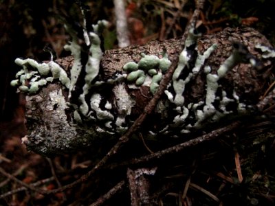 Unknown lichen (Hypogymnia sp.?)