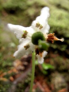 Moneses uniflora single delight