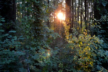Magic Forest