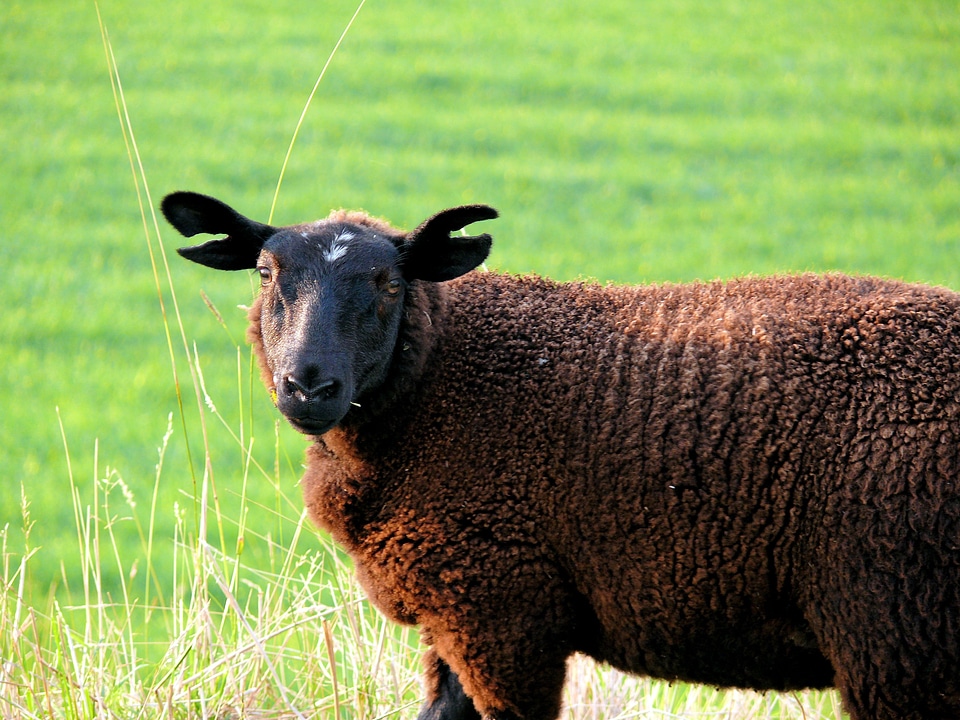 Meadow green grass