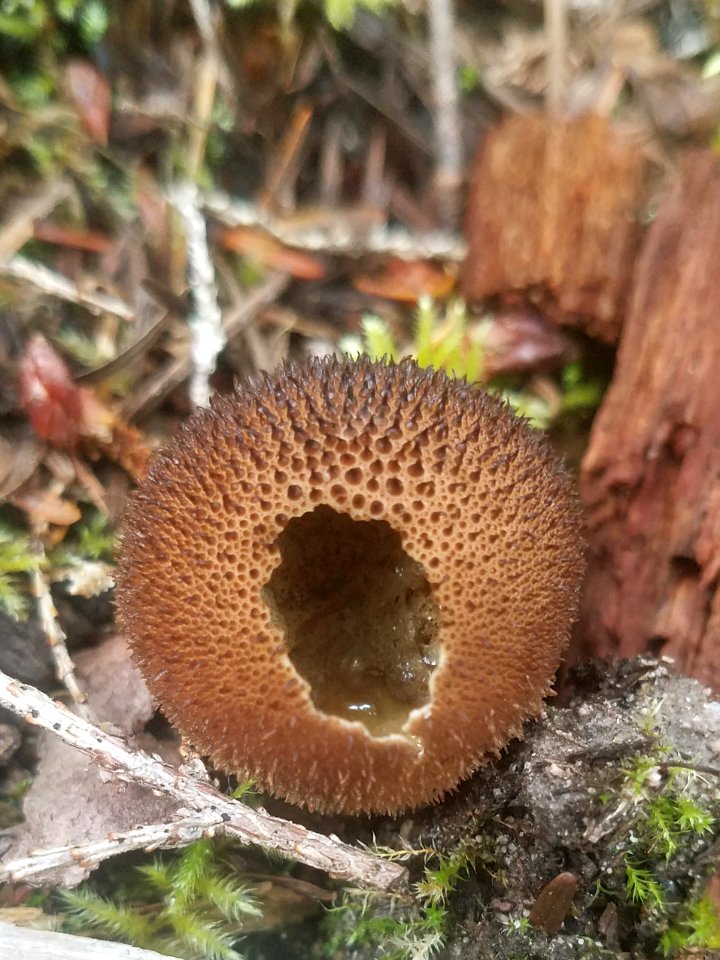 Lycoperdon sp. (unknown puffball mushroom)