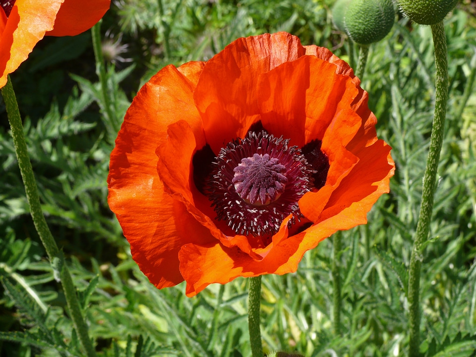Poppy spring orange