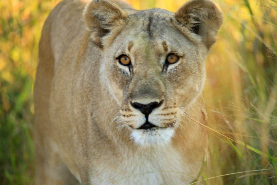 Two Leo (5)
