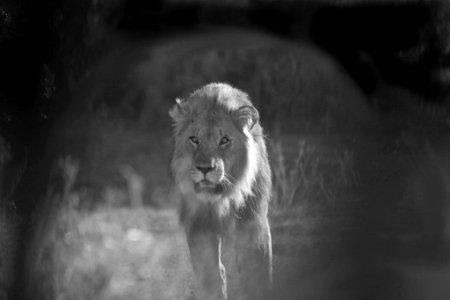 Lion 3 B&W photo