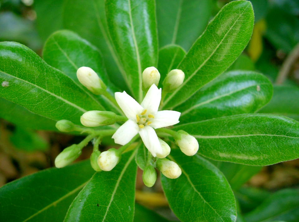 Pittosporum tobira W.T. Aiton 1811 (Apiales Pittosporaceæ)
