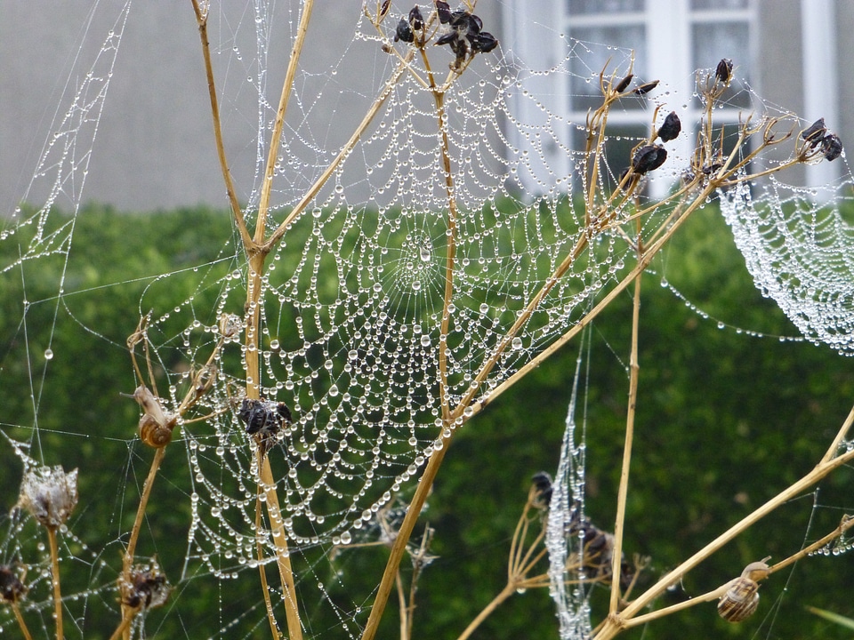 Dewdrop autumn mood spin
