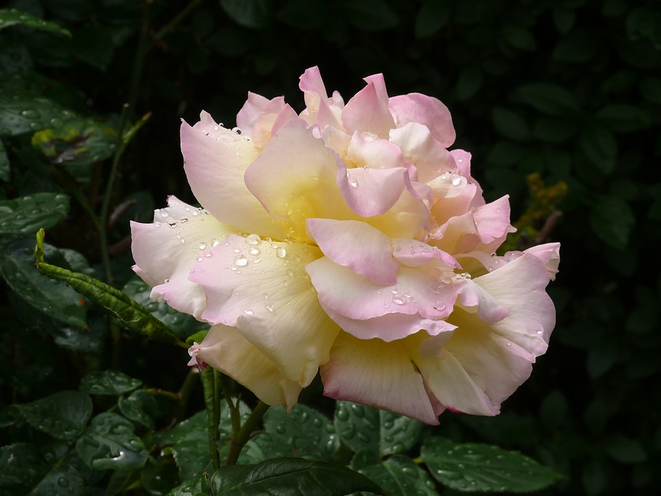 Flower pink rose nature
