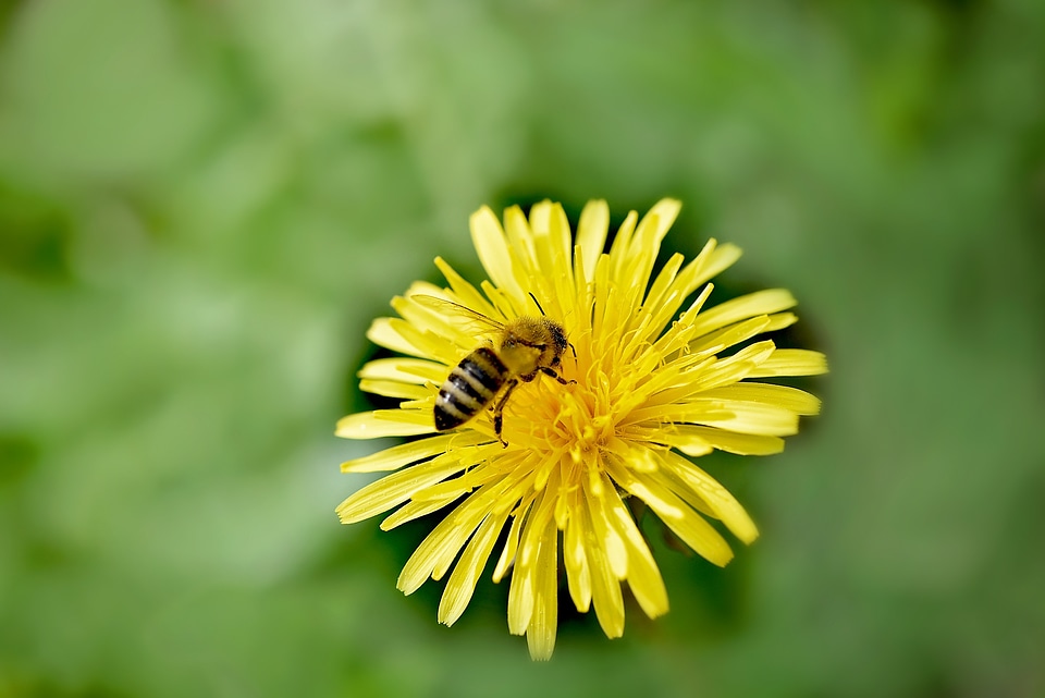 Bloom yellow bee