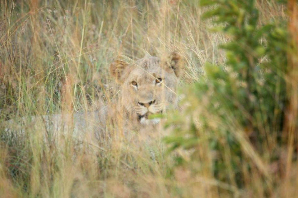 1 Leo in the bush