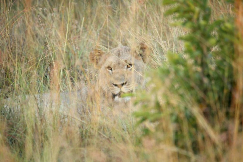 1 Leo in the bush photo