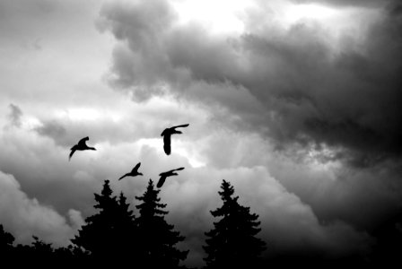 Ducks And Clouds photo