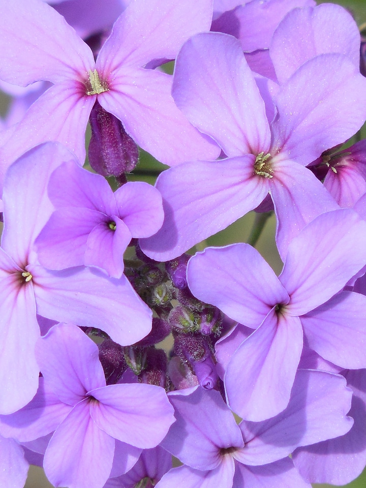 Natural floral plant
