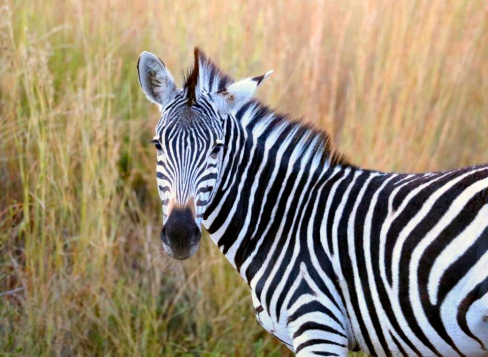 Zebra 2